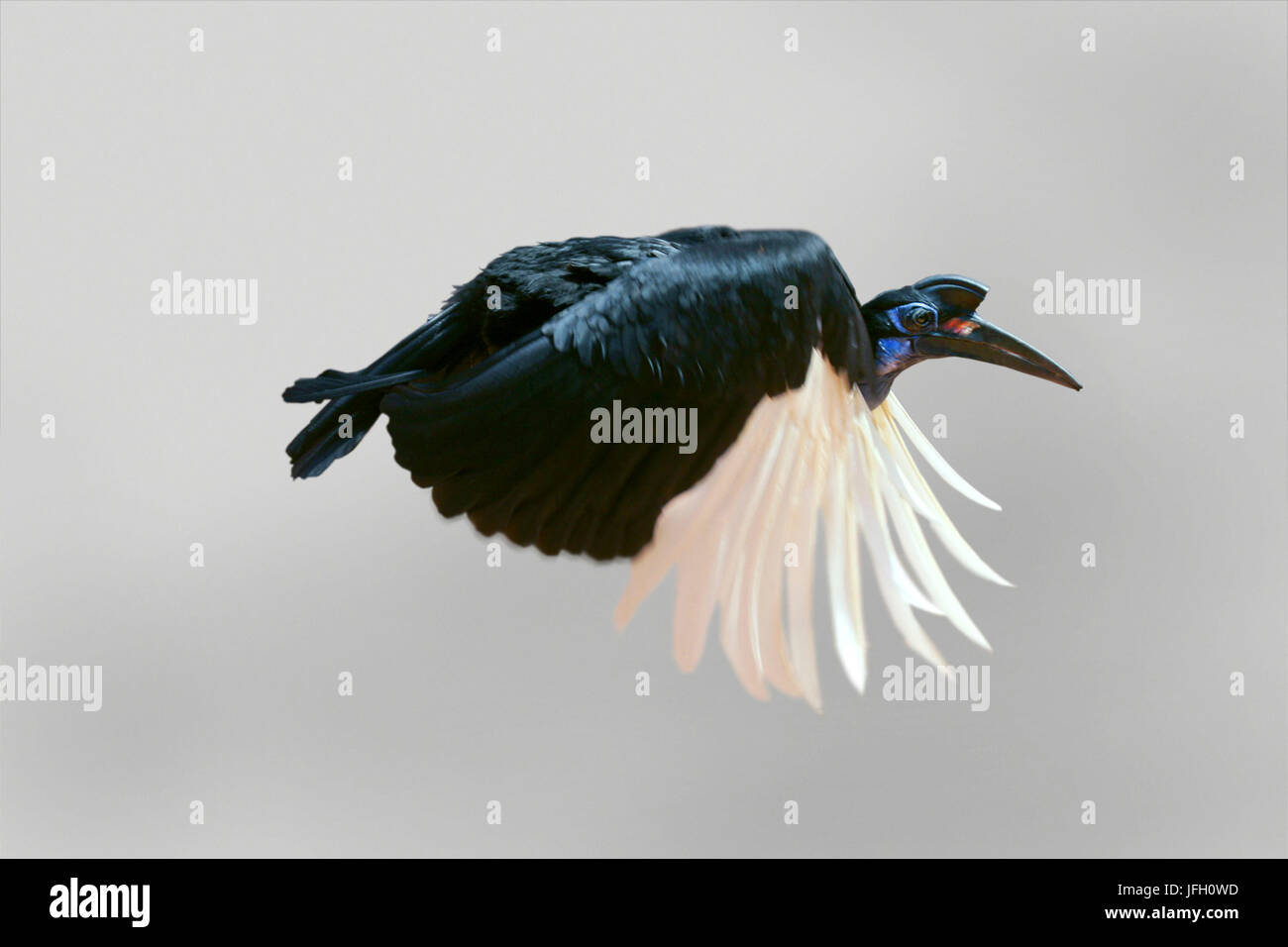 Northern hornbill, Bucorvus abyssinicus, in volo Foto Stock