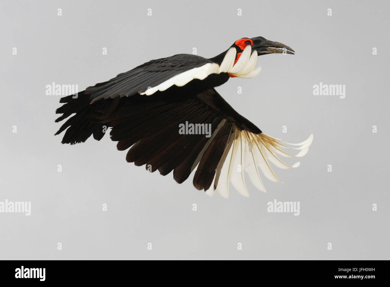 Southern hornbill, Bucorvus leadbeateri, in volo Foto Stock