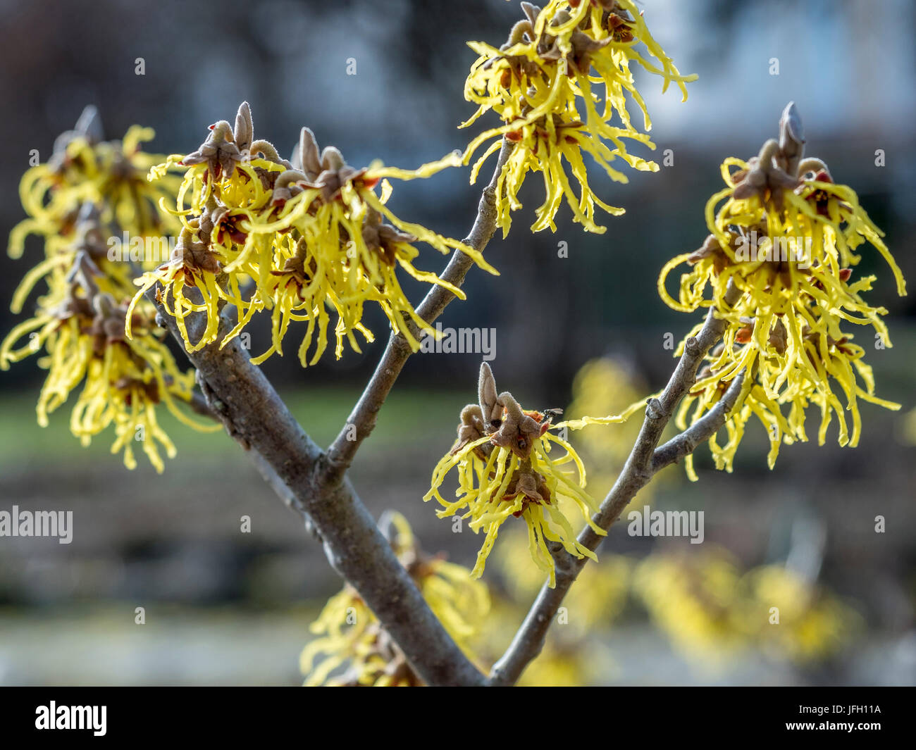 Blossoms del dado di magia, Hamamelis intermedia Foto Stock