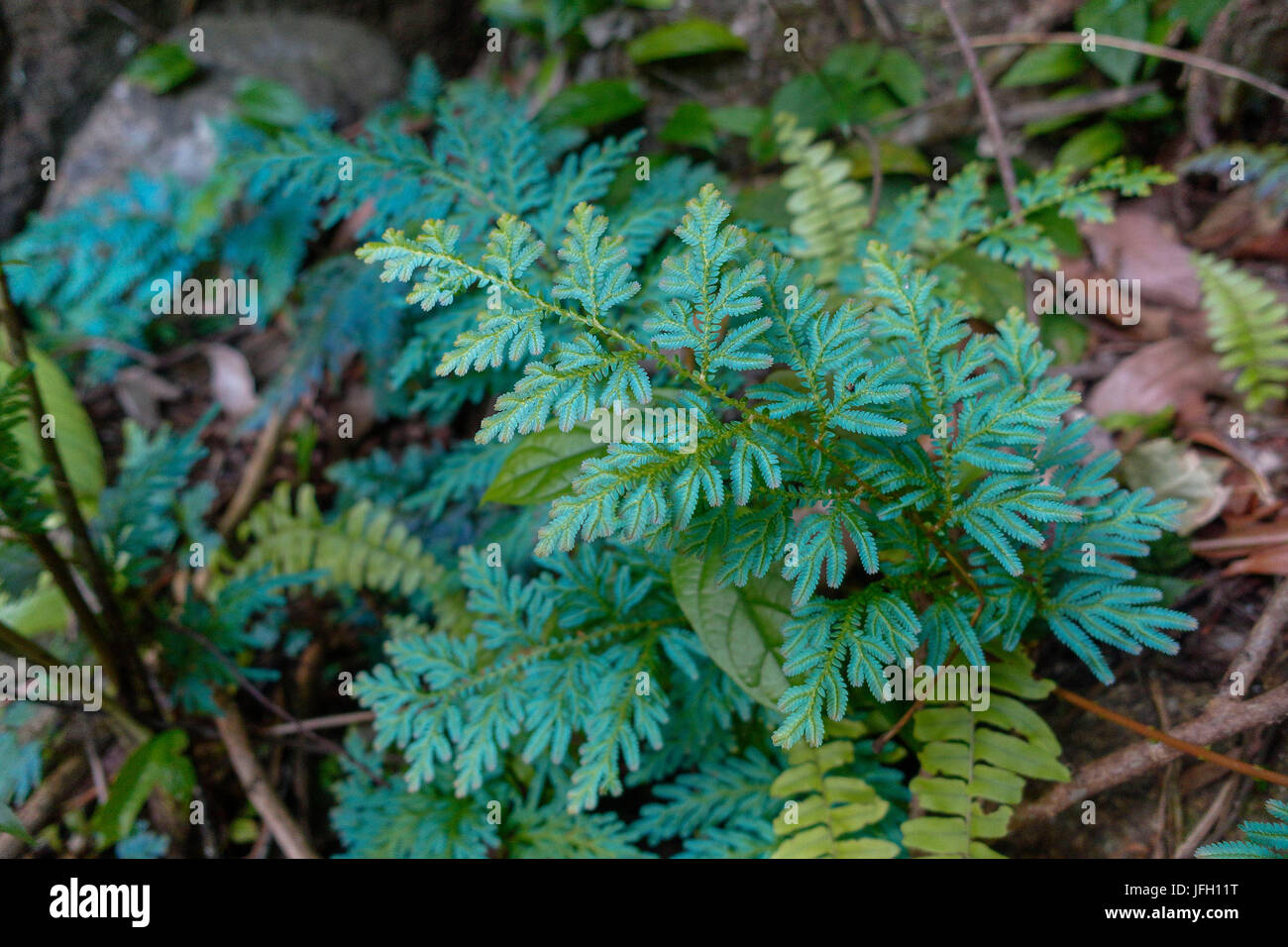 Moss felce o moss herb, Selaginella sp., foglie, piante ornamentali, Thailandia, Asia Foto Stock