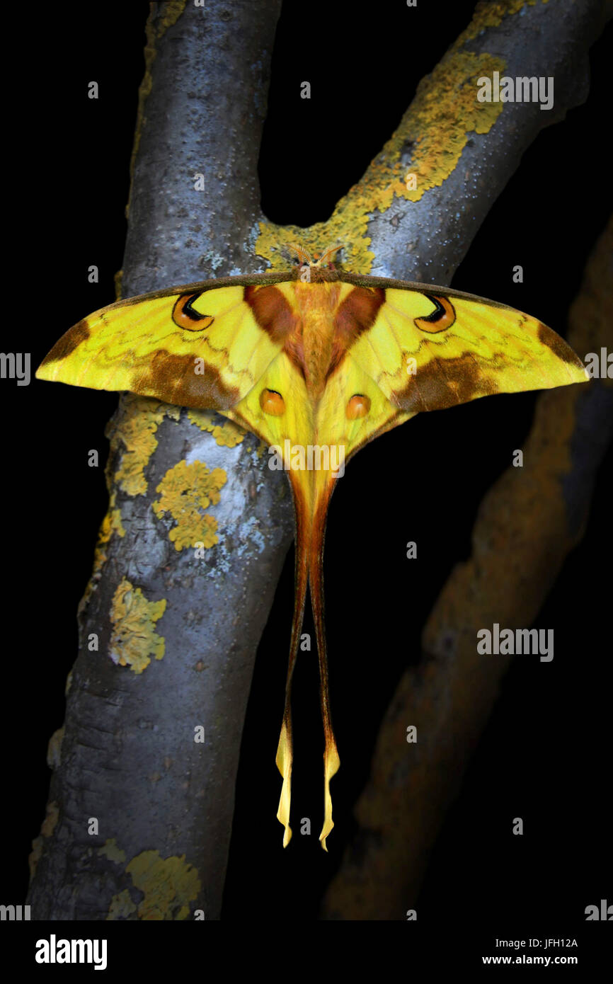 Actias maenas, farfalla, si siede sul ramo Foto Stock