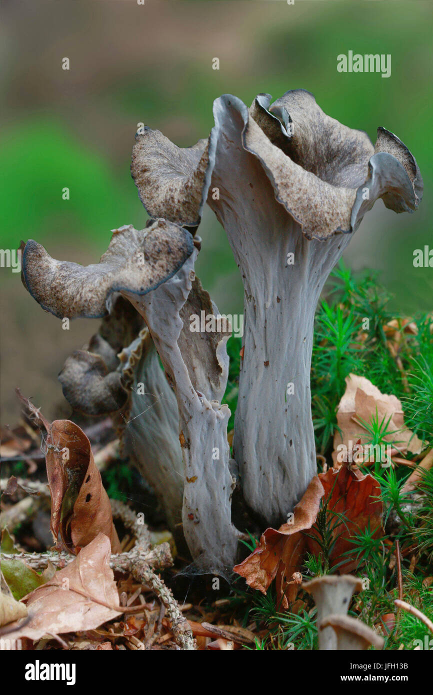 Autunno tromba, persona morta la tromba, Craterellus cornucopioides Foto Stock