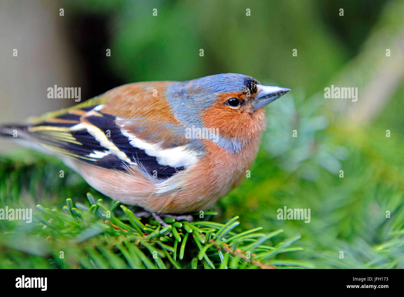 Fringuello - maschio, Fringilla coeleps, nell'abito di covata si siede su una forcella di abete in giardino Foto Stock