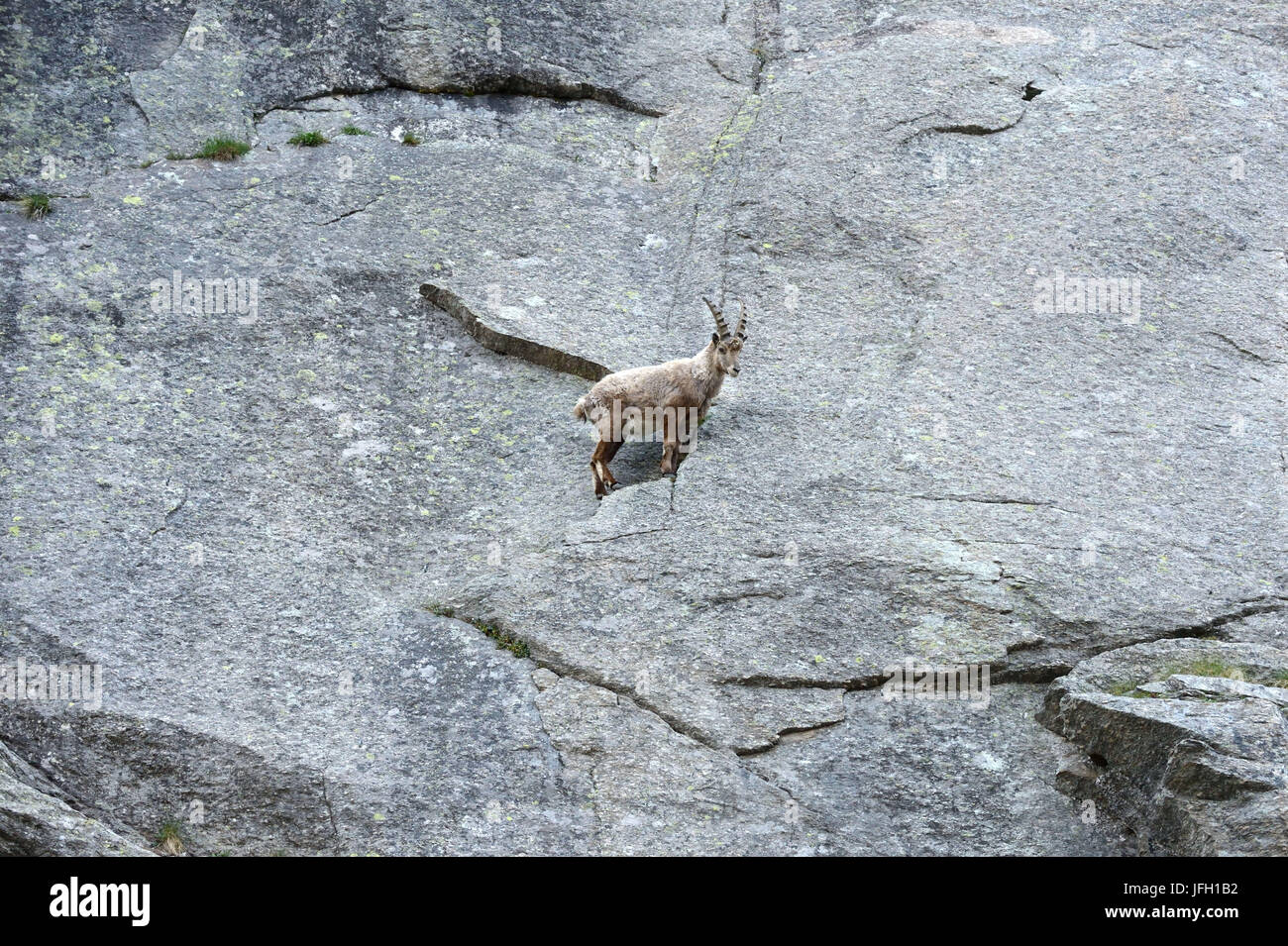 Scogliera, capricorno, Capra ibex, Foto Stock