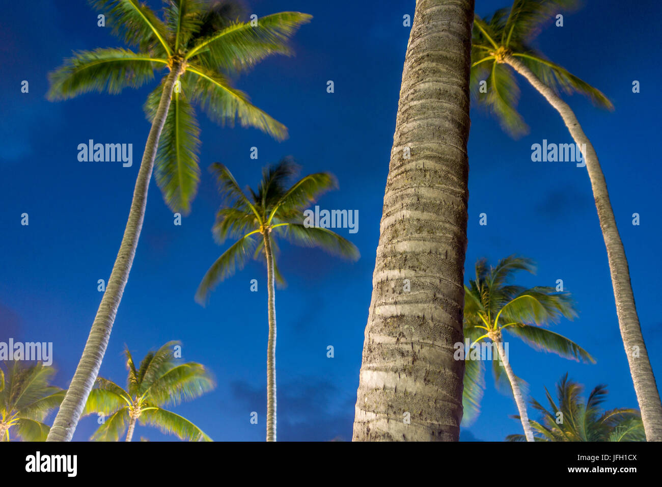 Le palme di notte sulla spiaggia di Spiaggia Bo Phut, isola di Ko Samui, Thailandia, Asia Foto Stock
