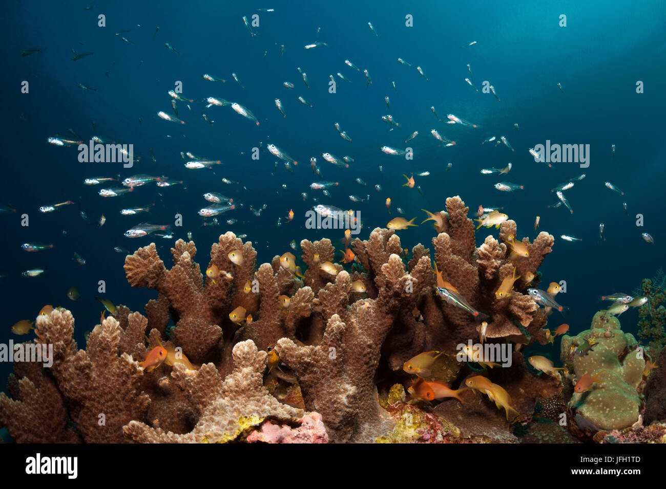 Chiazza di colore rosso cardinale il pesce sulla barriera corallina, Apogon parvulus, AMBON, ISOLE MOLUCCHE, INDONESIA Foto Stock