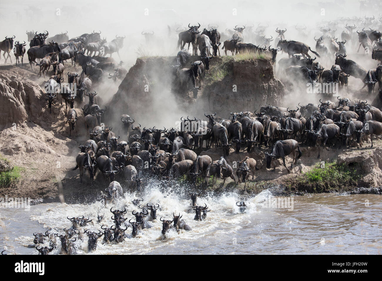 Kenya, riserva naturale di Masai Mara, fiume di Mara, gnu di escursione Foto Stock