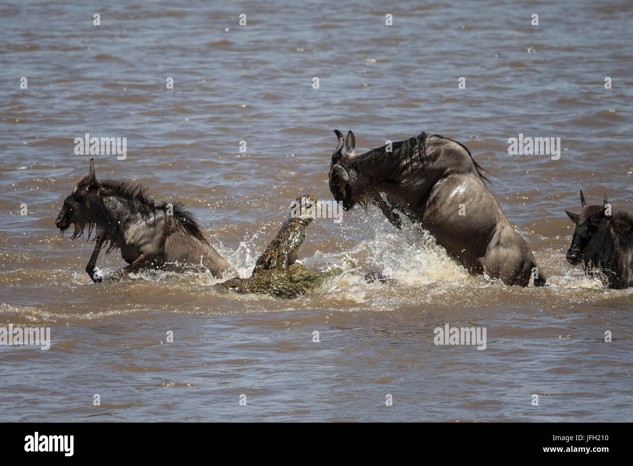 Kenya, riserva naturale di Masai Mara, fiume di Mara, gnu di escursione, coccodrillo viaggi gnu Foto Stock