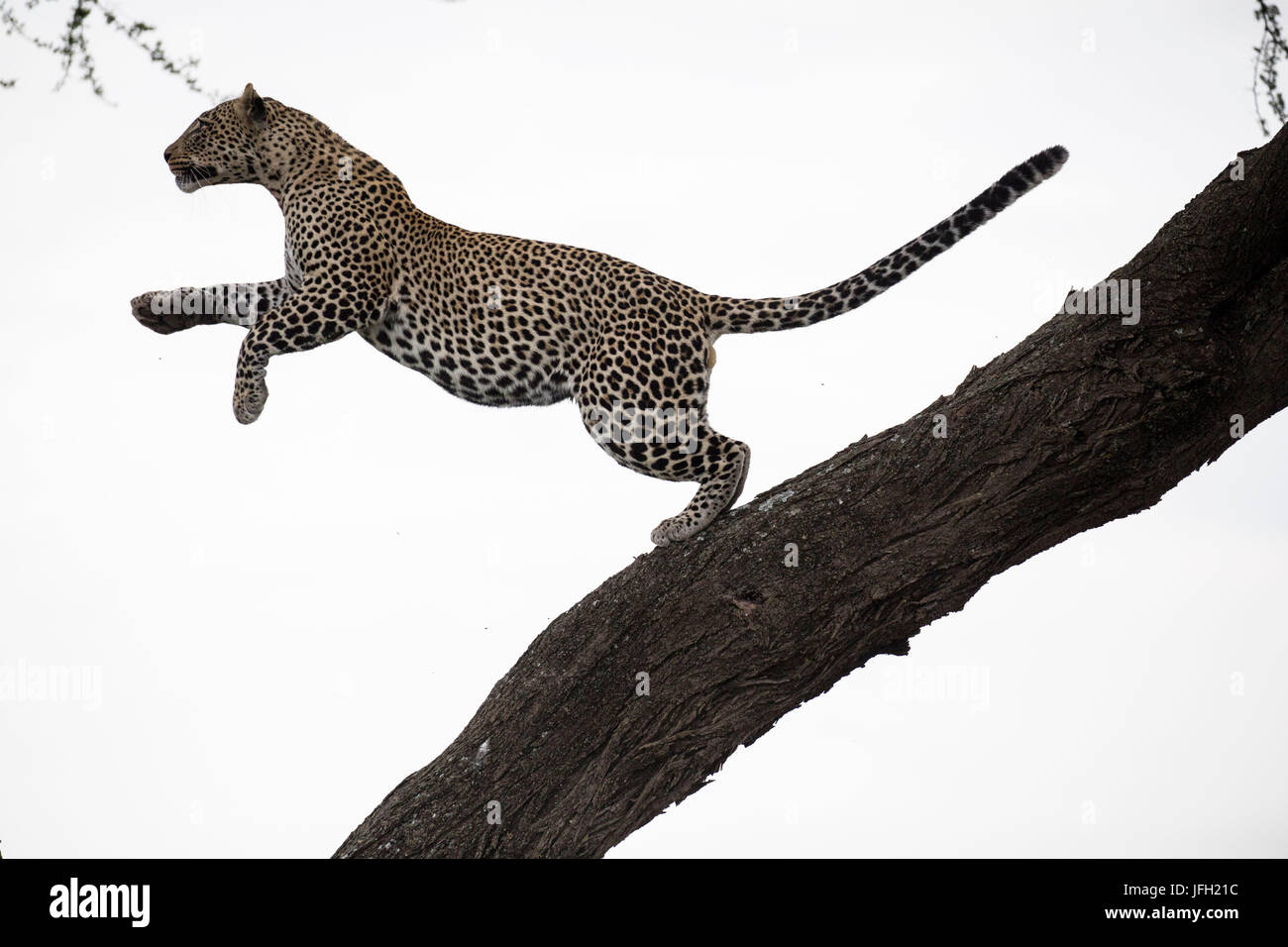 Tanzania, Ndutu area, Leopard su acacia Foto Stock