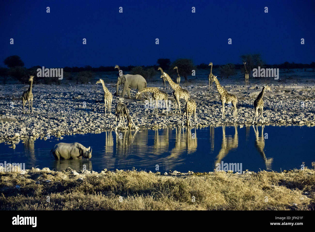 La Namibia, regione di Kunene, il Parco Nazionale di Etosha, foro di acqua Okaukuejo, giraffe Foto Stock