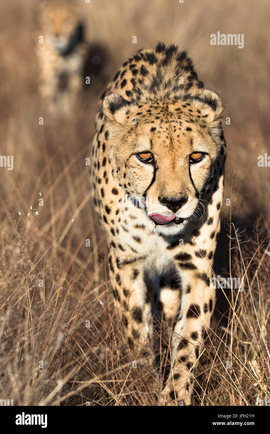 La Namibia, regione di Khomas, ghepardo nell'erba hochen Foto Stock