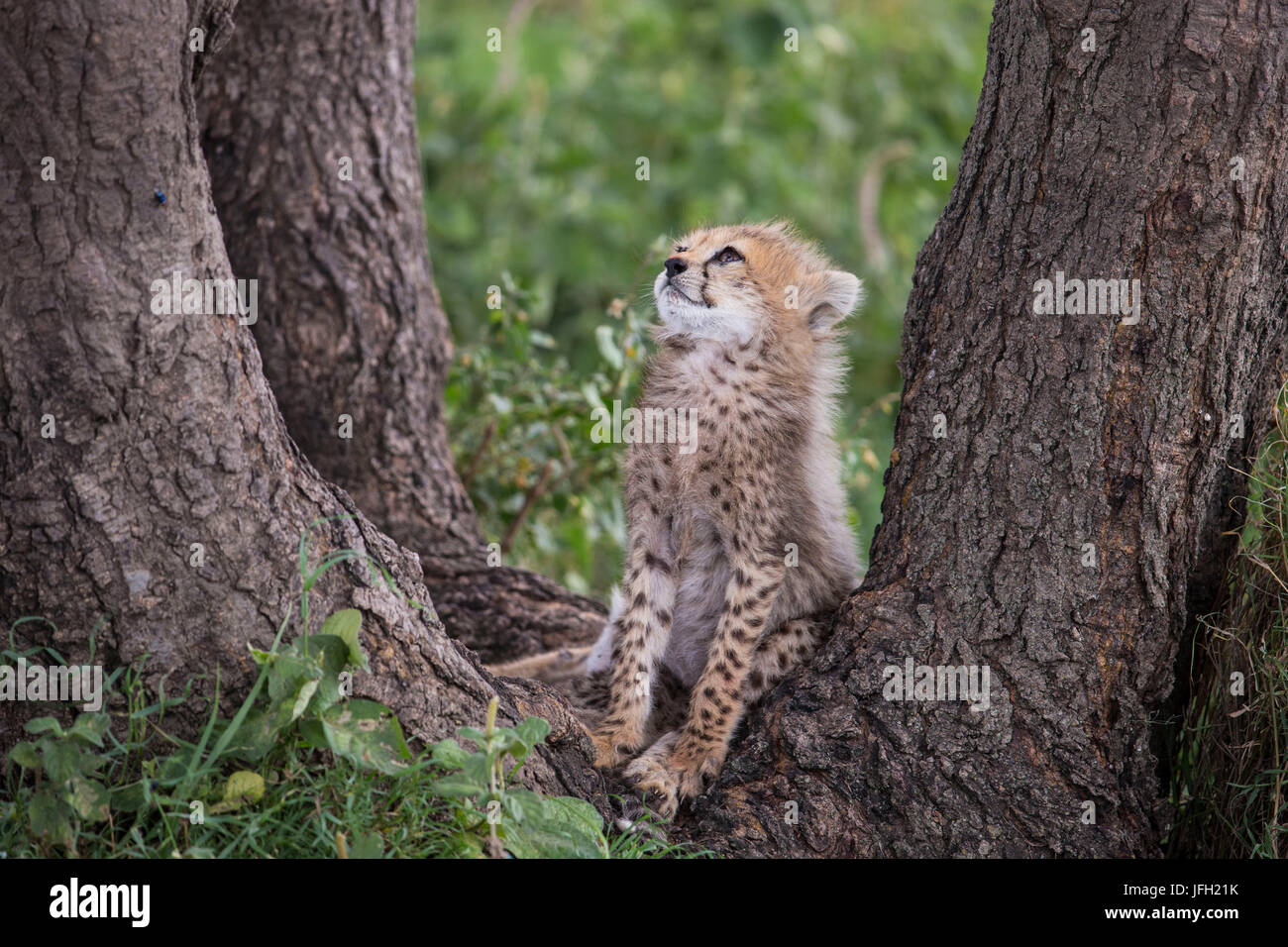 La Tanzania, il parco nazionale del Serengeti, giovani cheetah Foto Stock