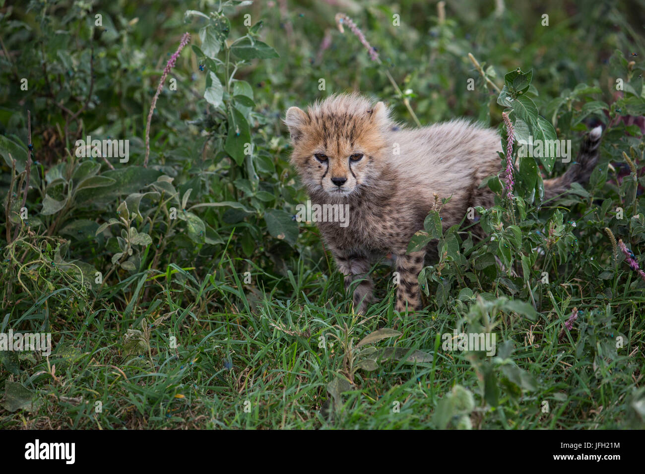 La Tanzania, il parco nazionale del Serengeti, giovani cheetah Foto Stock