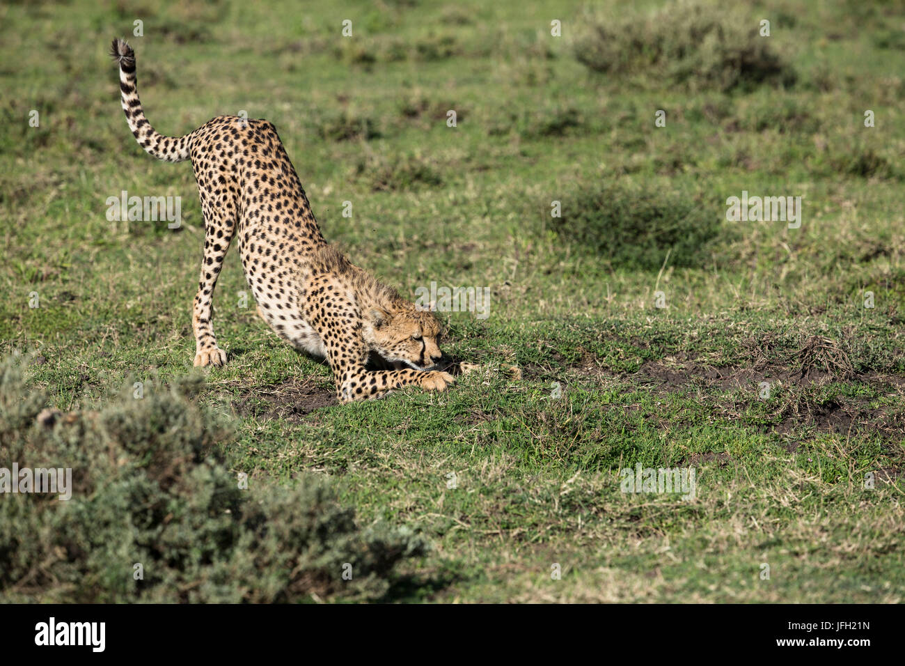 La Tanzania, il parco nazionale del Serengeti, cheetah Foto Stock