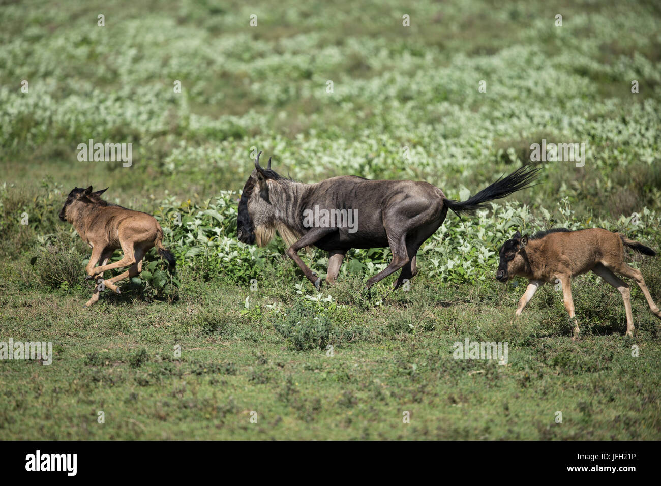 La Tanzania, il parco nazionale del Serengeti, gnu si concentra con vitelli Foto Stock
