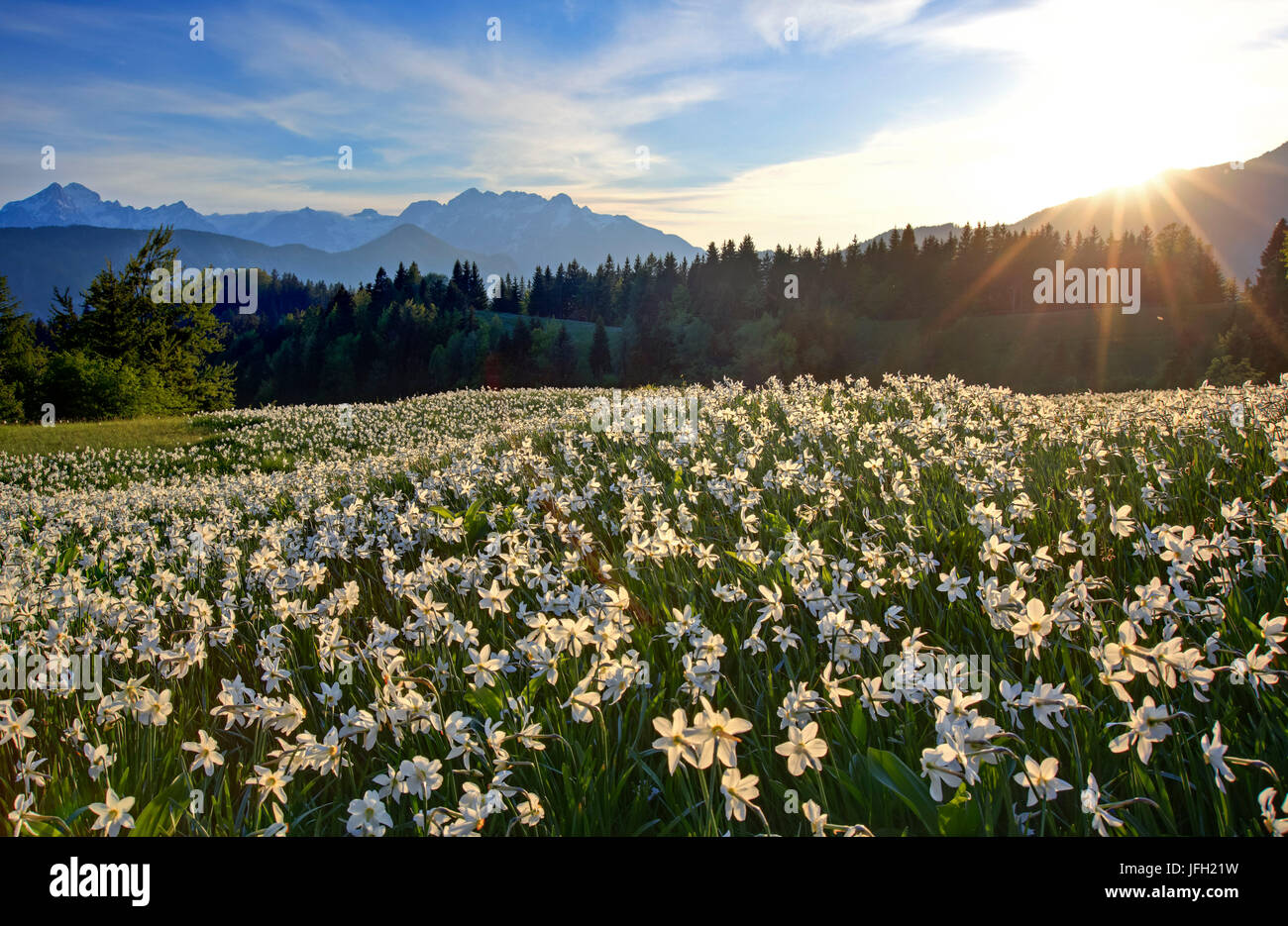 La Slovenia, Julische alpi, Jeseniska Planina, narcisi (Narcissus poeticus) nella parte anteriore del Julischen alpi Foto Stock