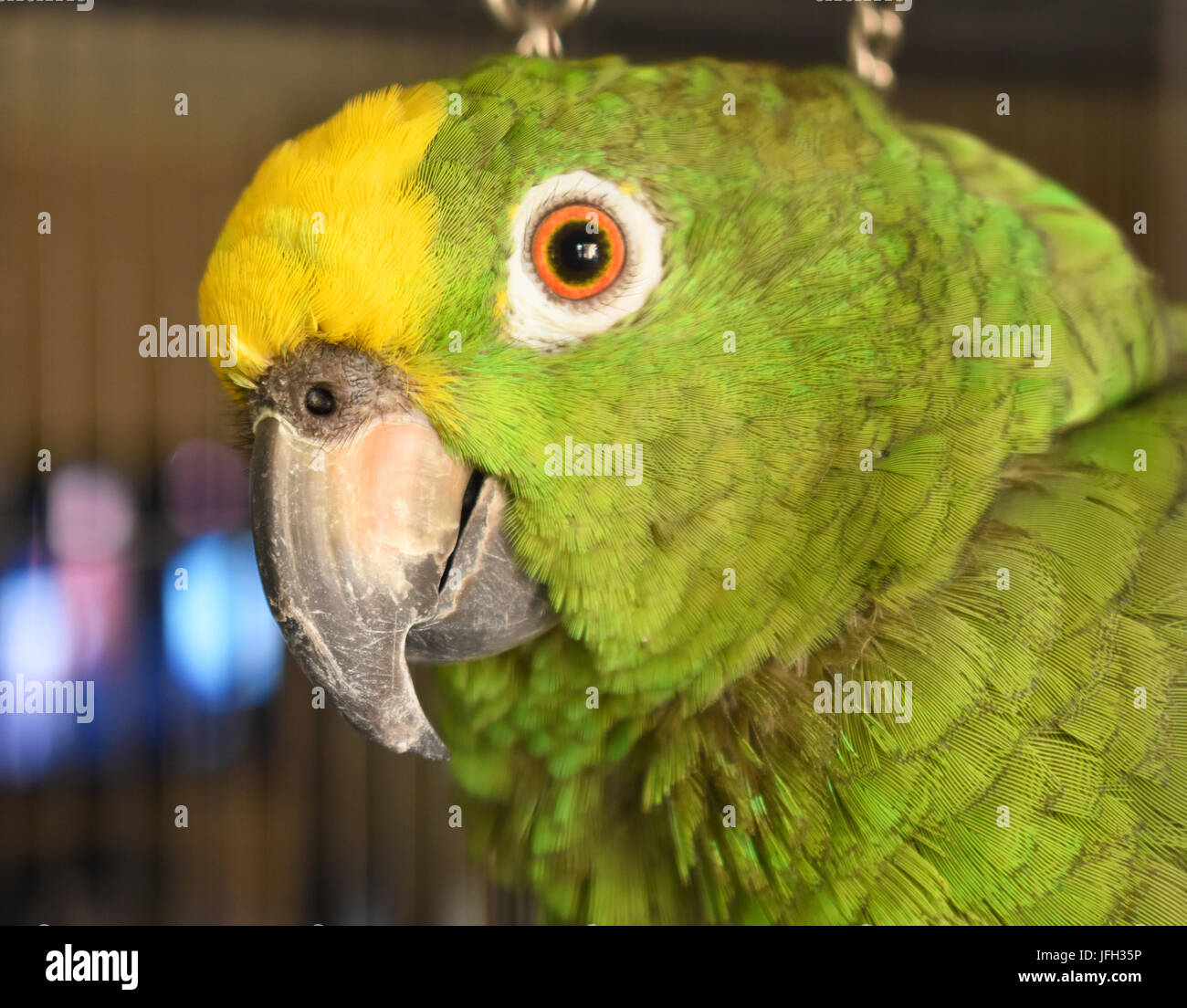 Pappagallo verde testa in una gabbia Foto Stock