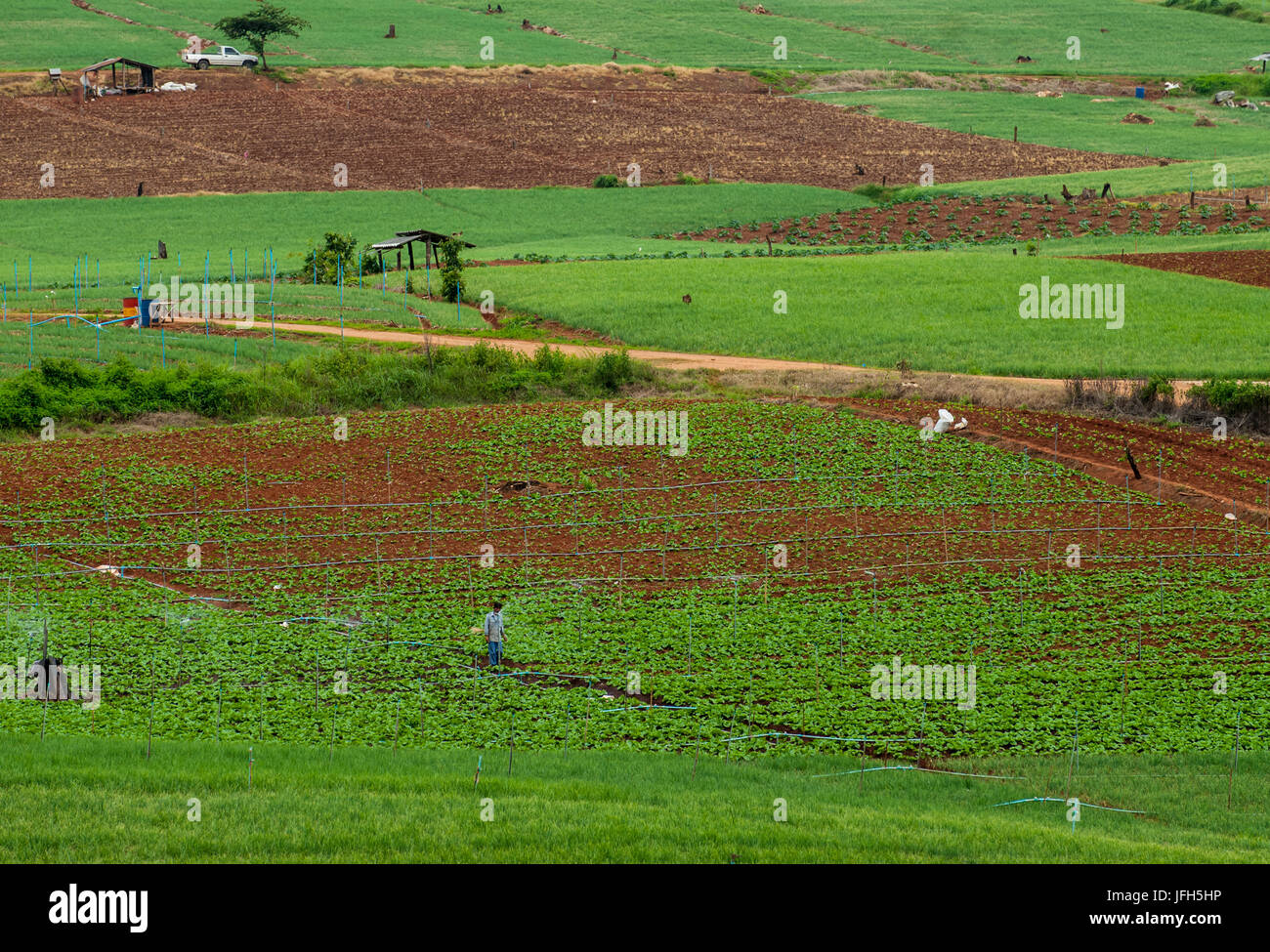 Terrazza i campi di riso in montagna in Mae Chaem distretto di Chiang Mai, Thailandia Foto Stock