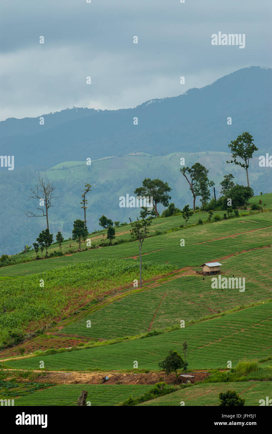 Terrazza i campi di riso in montagna in Mae Chaem distretto di Chiang Mai, Thailandia Foto Stock