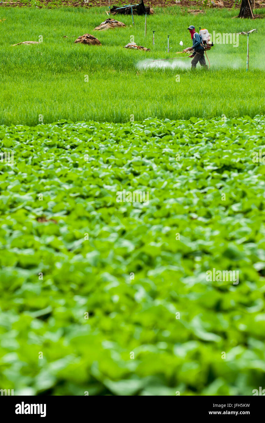 Agricoltore la spruzzatura di pesticidi terrazza sui campi di riso Foto Stock