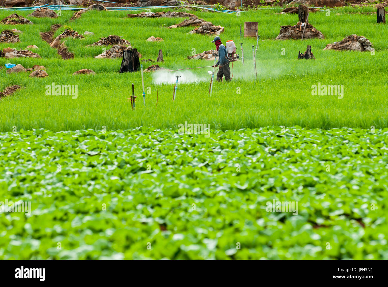 Agricoltore la spruzzatura di pesticidi terrazza sui campi di riso Foto Stock