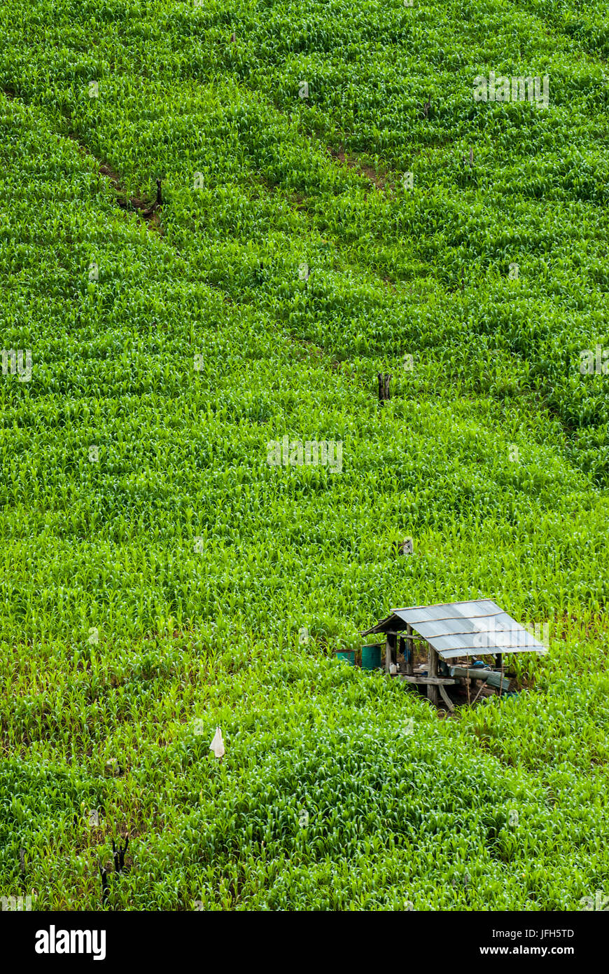 Terrazza i campi di riso in Mae Chaem distretto di Chiang Mai, Thailandia Foto Stock