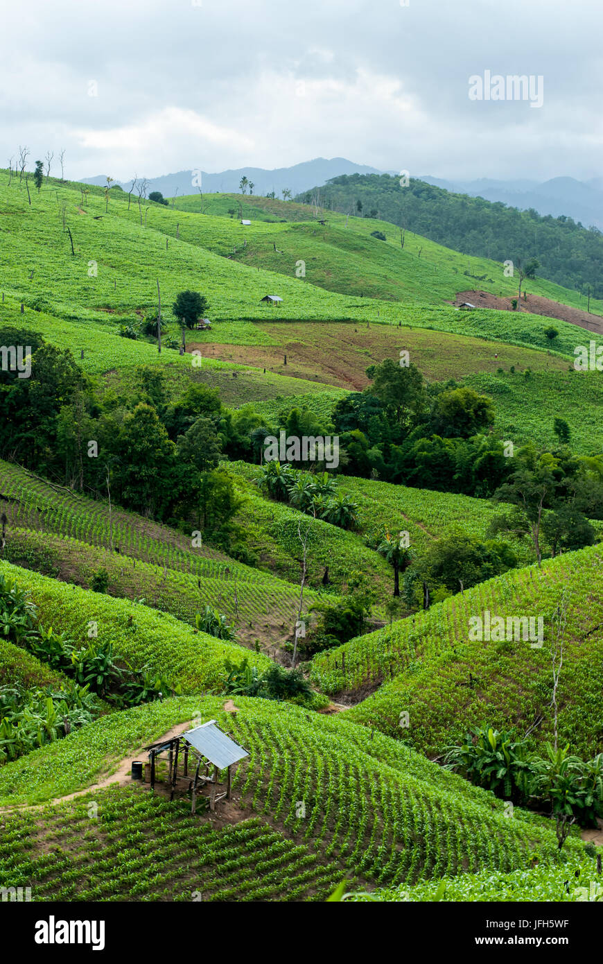 Terrazza i campi di riso in Mae Chaem distretto di Chiang Mai, Thailandia Foto Stock