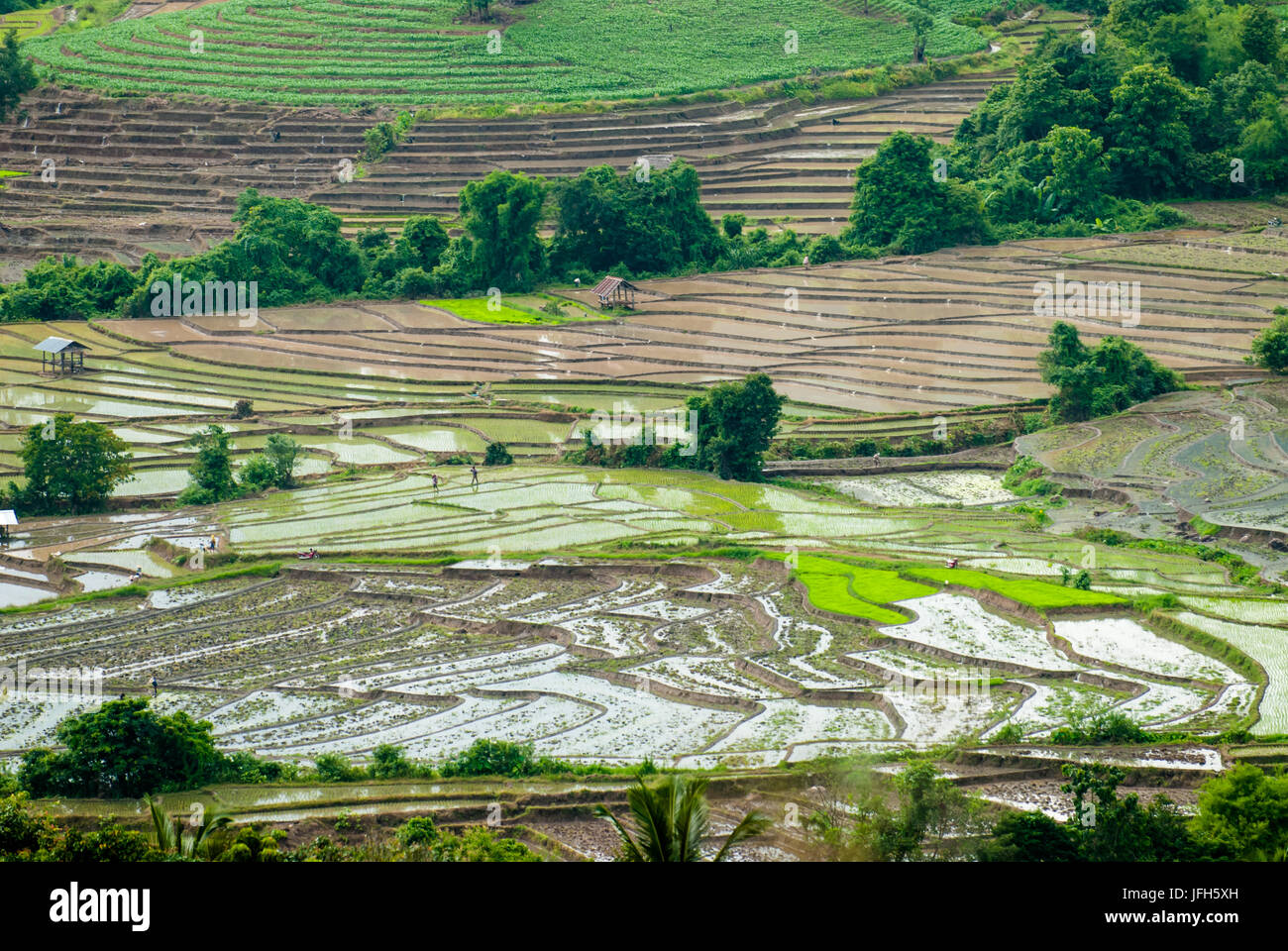Terrazza i campi di riso in Mae Chaem distretto di Chiang Mai, Thailandia Foto Stock