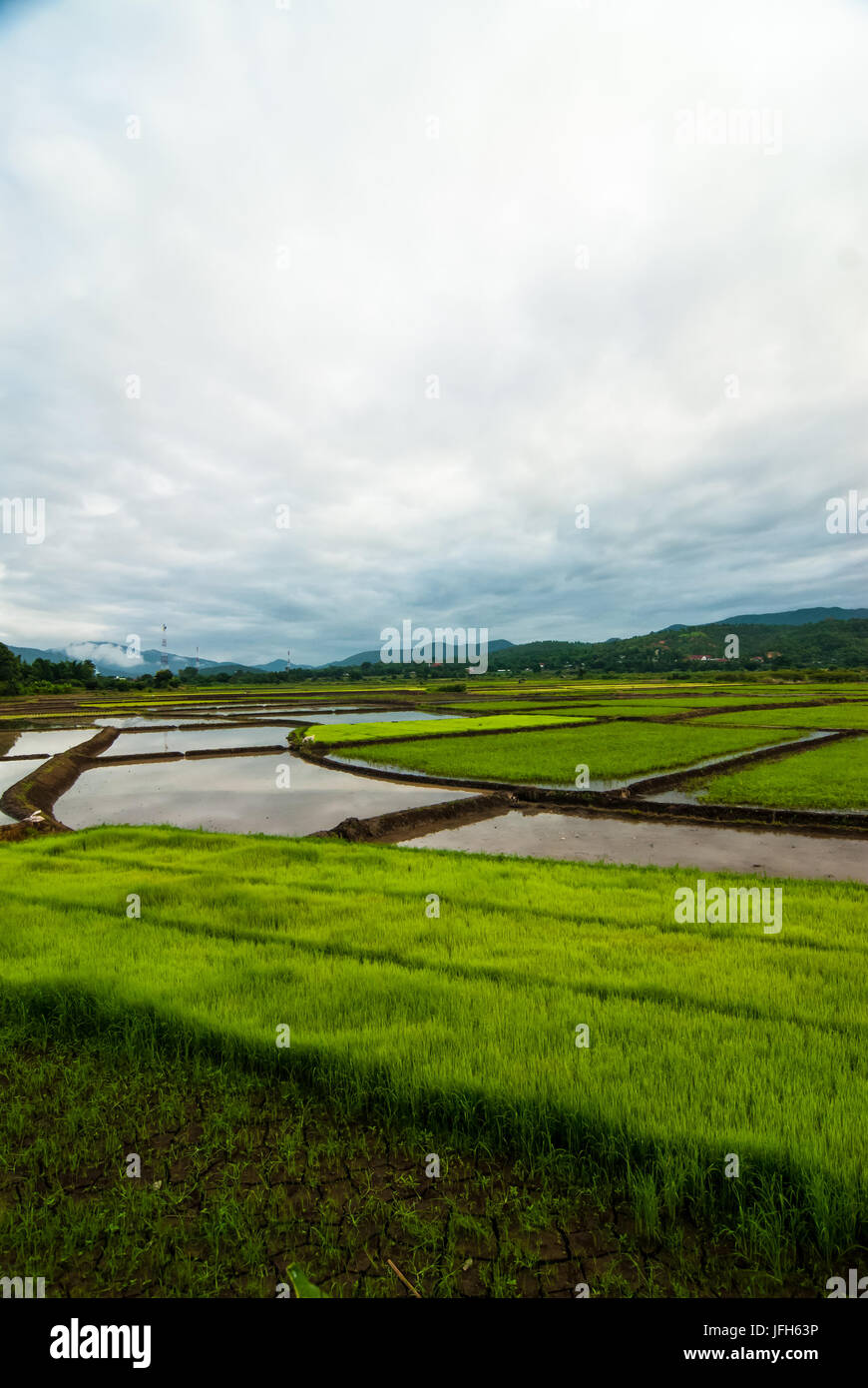 Campo di riso Autunno in Thailandia Foto Stock