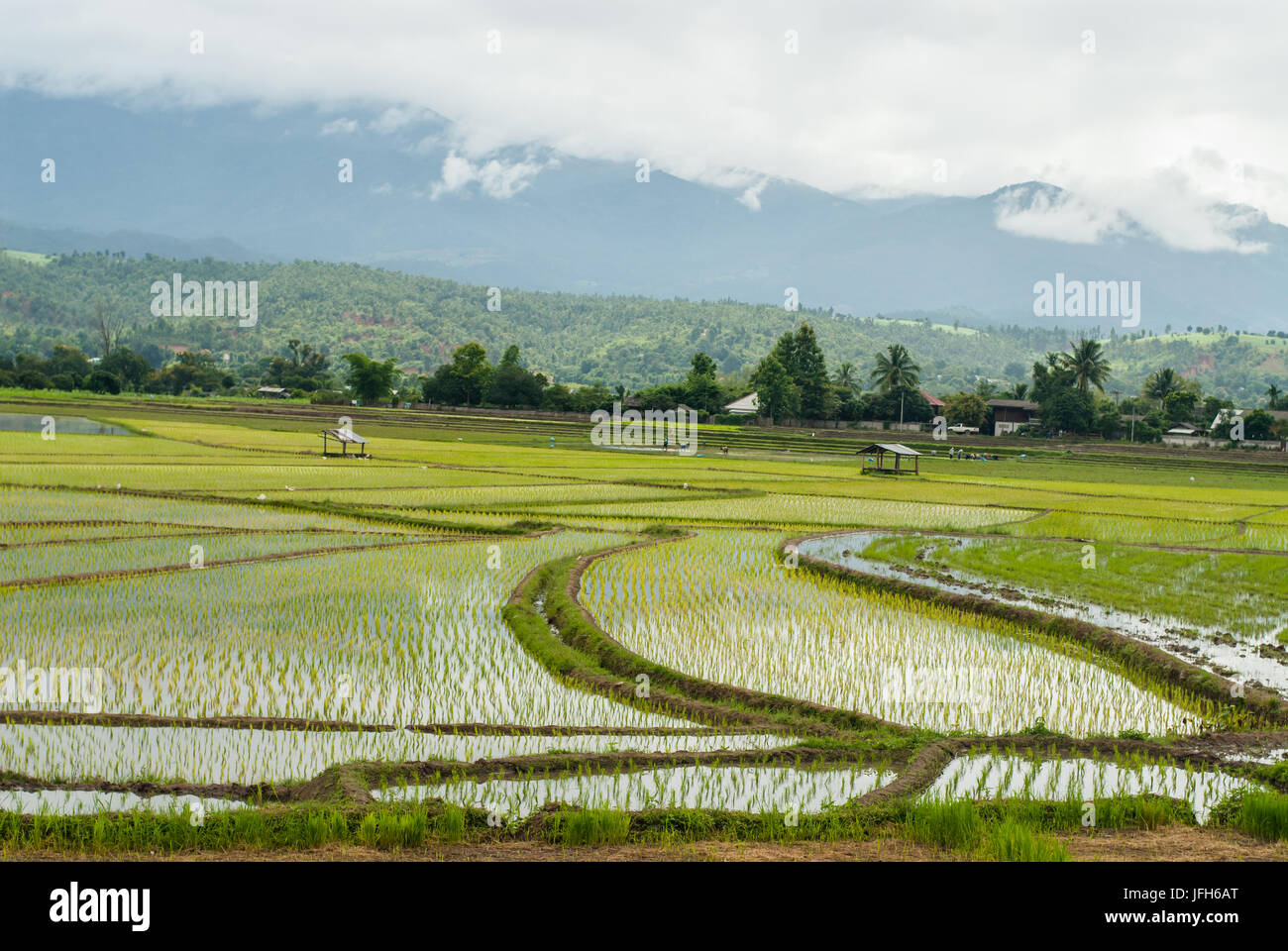 Terrazza i campi di riso a Montagna in Chiang Mai Thailandia Foto Stock