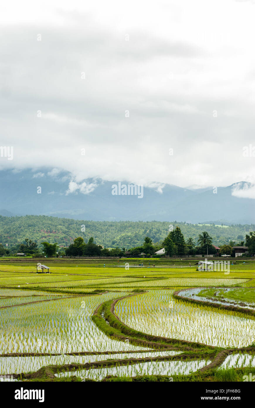 Terrazza i campi di riso a Montagna in Chiang Mai Thailandia Foto Stock