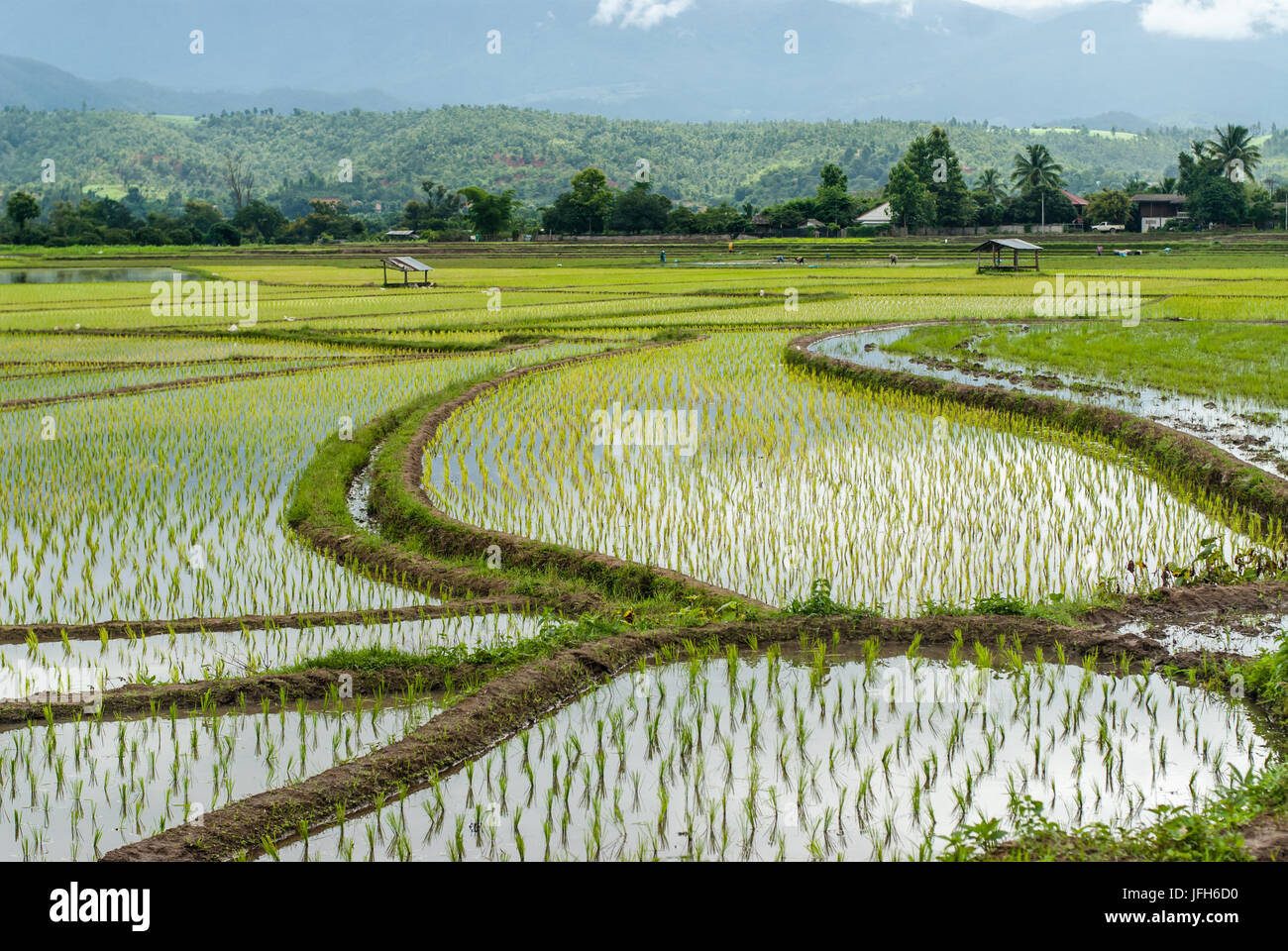 Terrazza i campi di riso a Montagna in Chiang Mai Thailandia Foto Stock