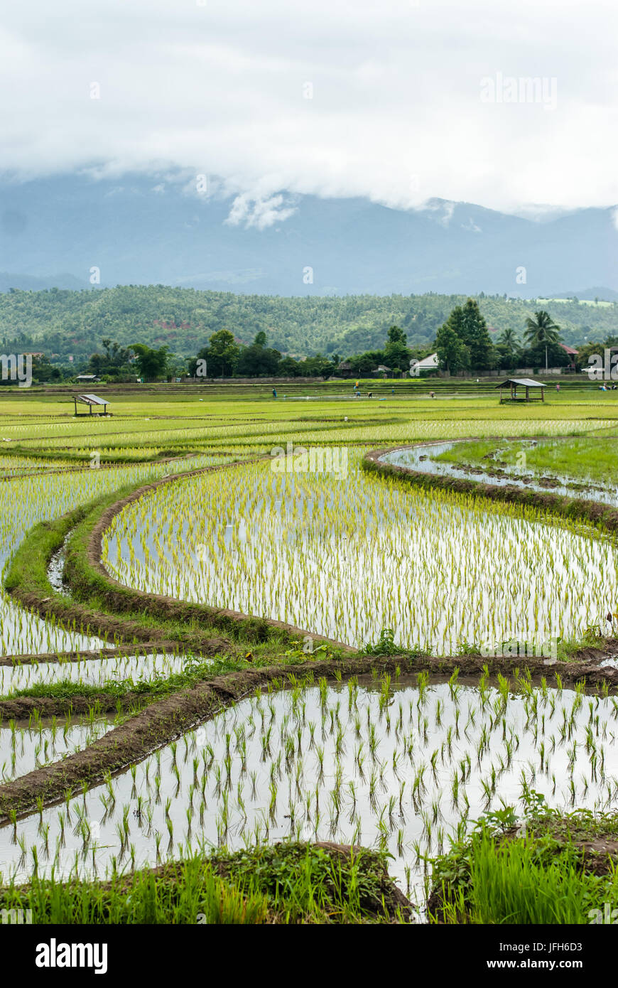 Terrazza i campi di riso a Montagna in Chiang Mai Thailandia Foto Stock