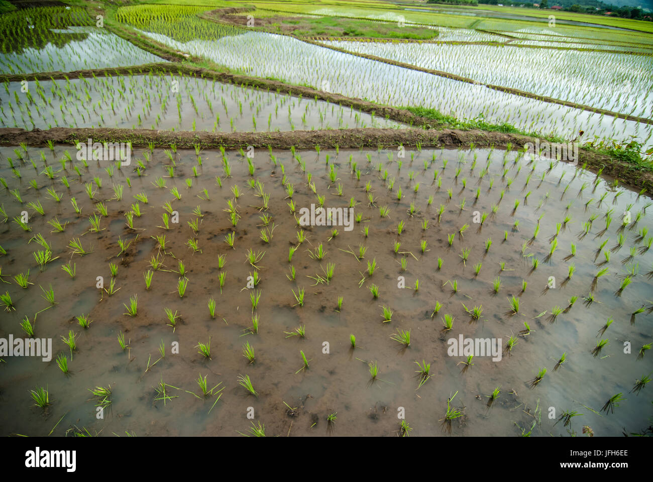 Terrazza i campi di riso a Montagna in Chiang Mai Thailandia Foto Stock