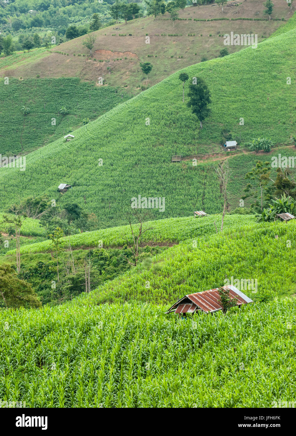 Cottage Terrazza campi di riso in Mae Chaem distretto di Chiang Mai, Thailandia Foto Stock