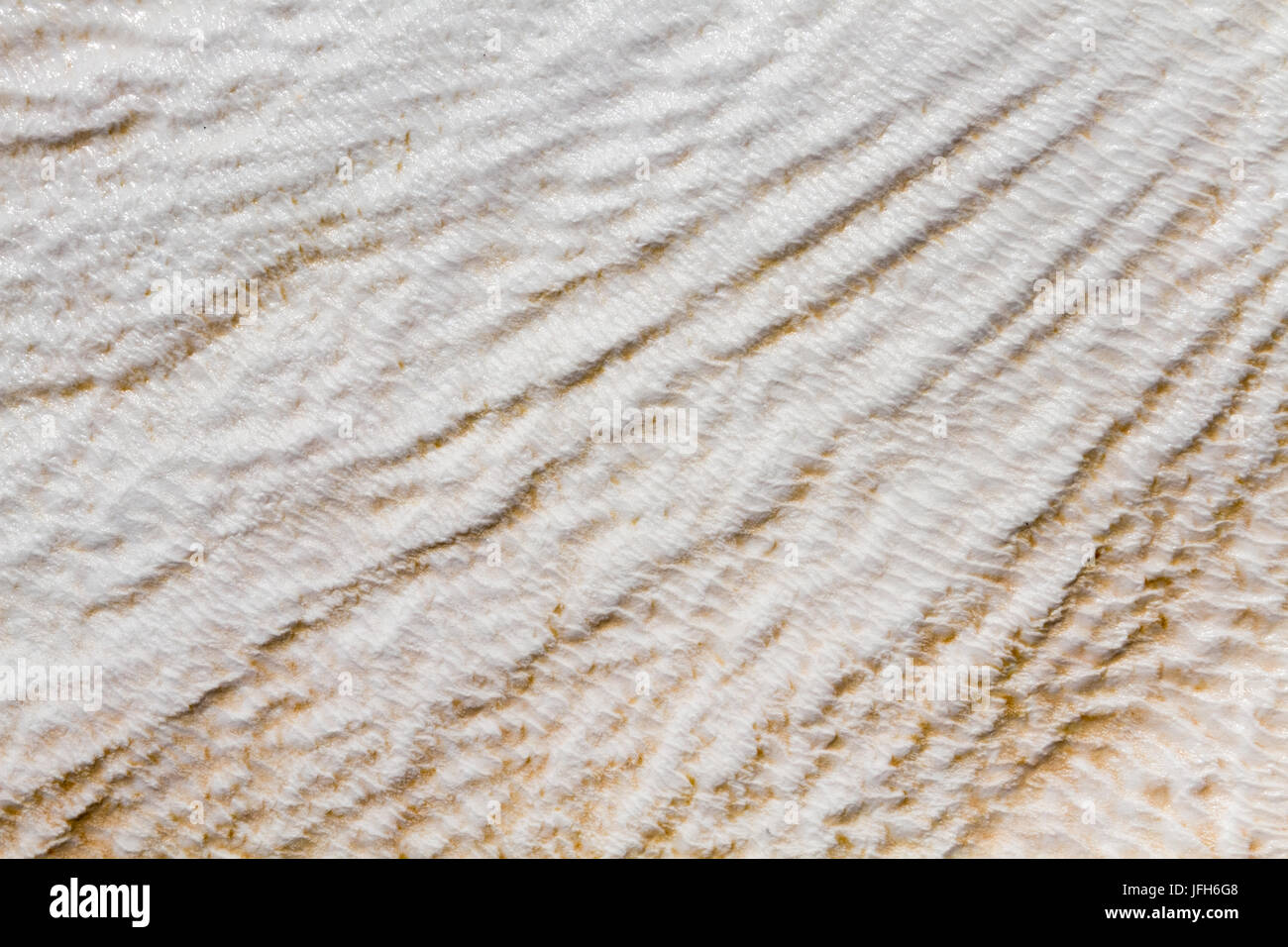 gesso Foto Stock