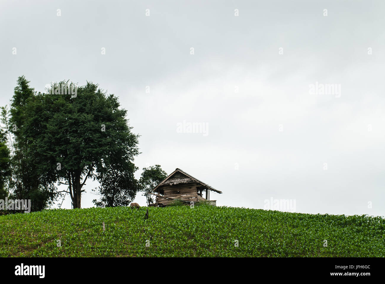 Cottage Terrazza campi di riso in Mae Chaem distretto di Chiang Mai, Thailandia Foto Stock