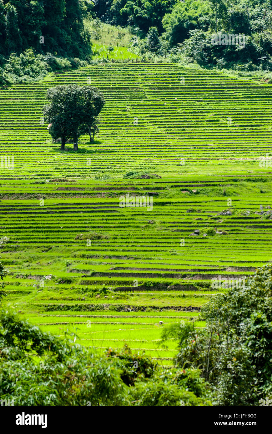 Terrazza i campi di riso in Mae Chaem distretto di Chiang Mai, Thailandia Foto Stock