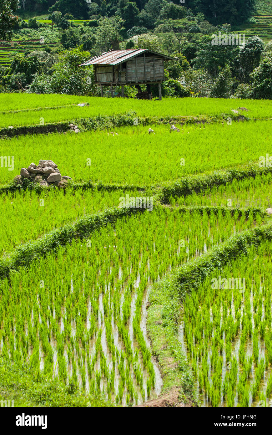 Terrazza i campi di riso in Mae Chaem distretto di Chiang Mai, Thailandia Foto Stock