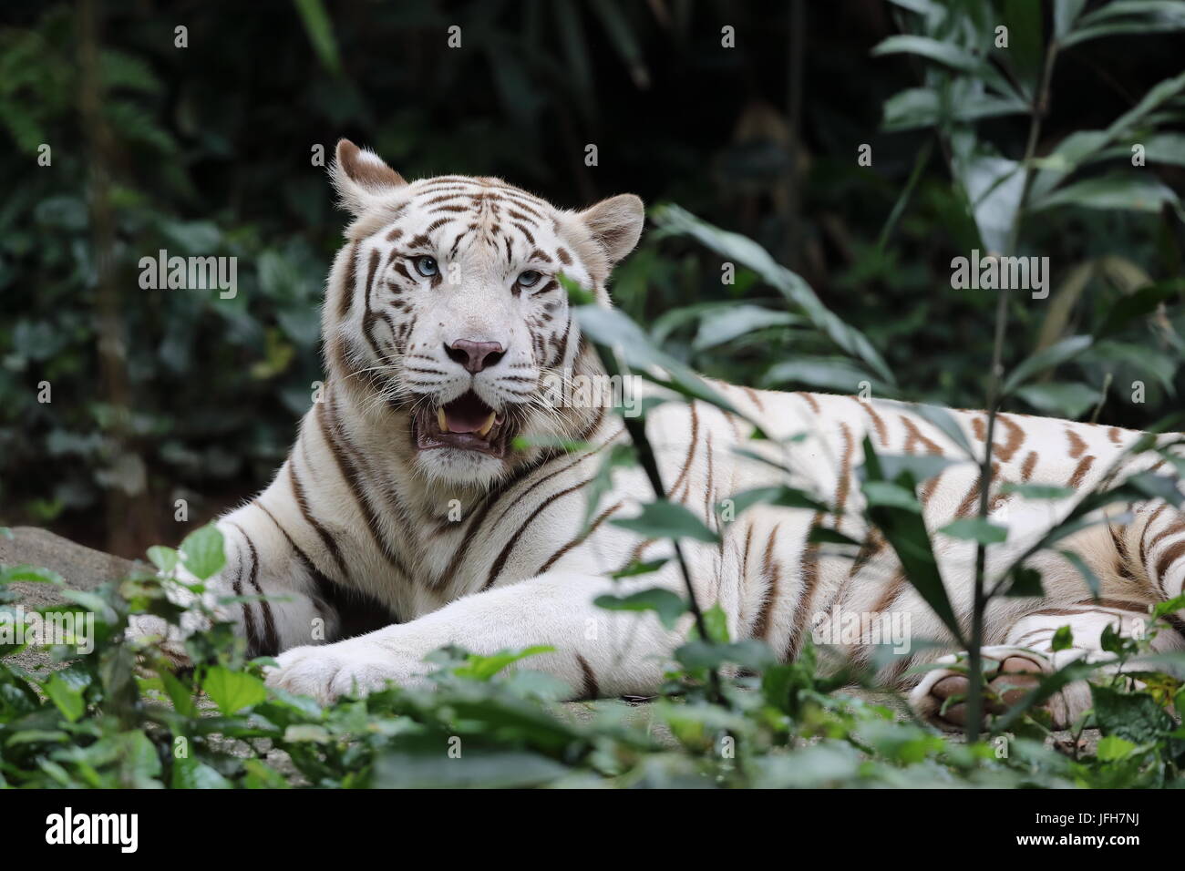 Una tigre bianca come una variante della tigre del Bengala e sono controversa a causa della riproduzione in consanguineità necessaria per continuare la variante Foto Stock