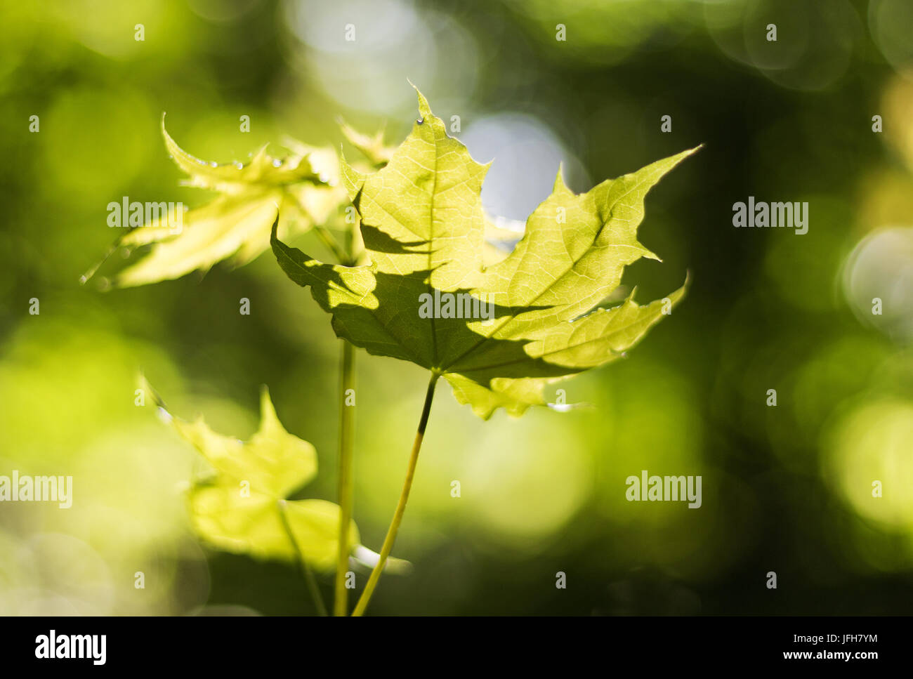 Foglie di acero in presenza di luce solare Foto Stock