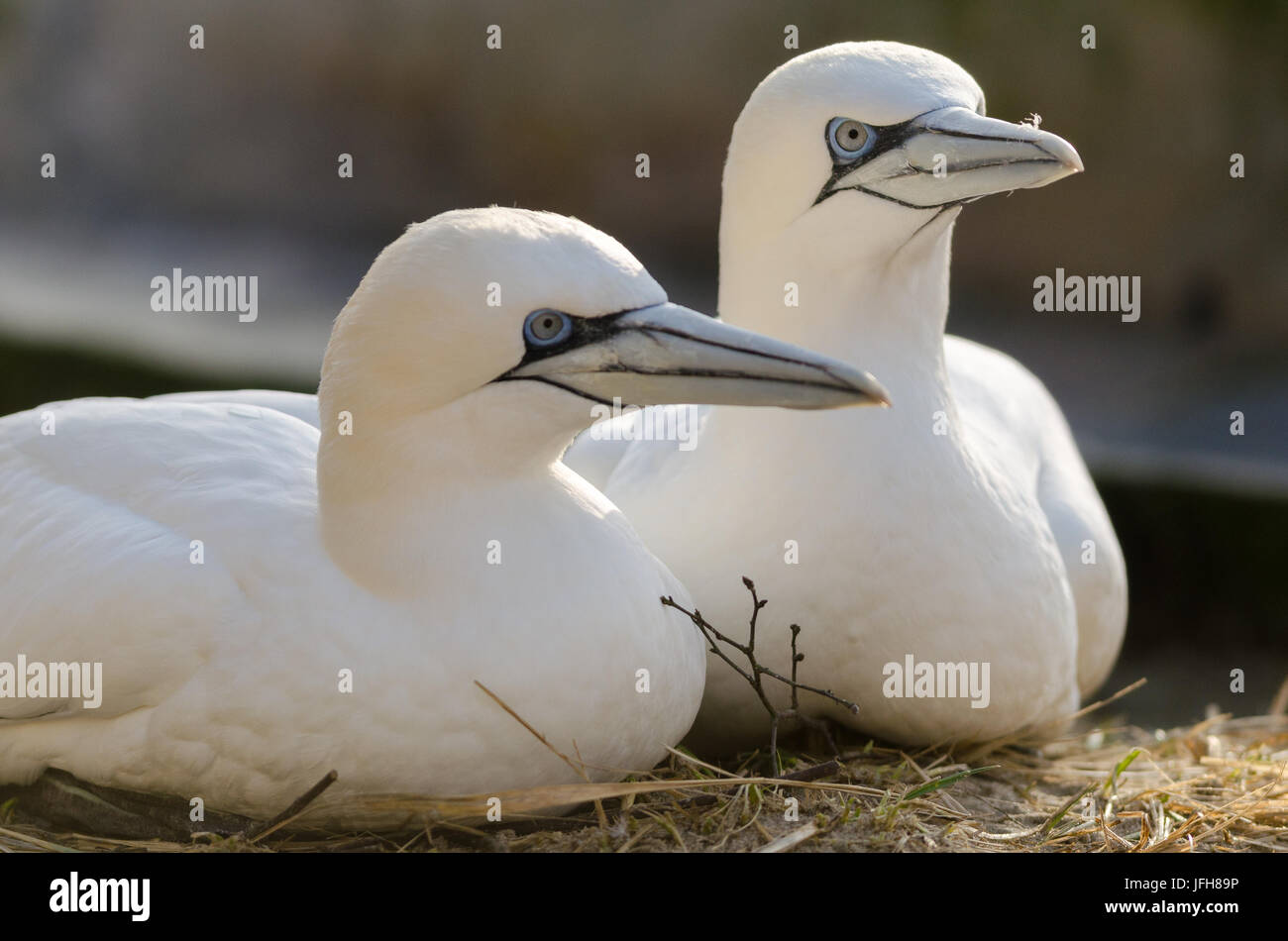 Nothern Gannett Foto Stock