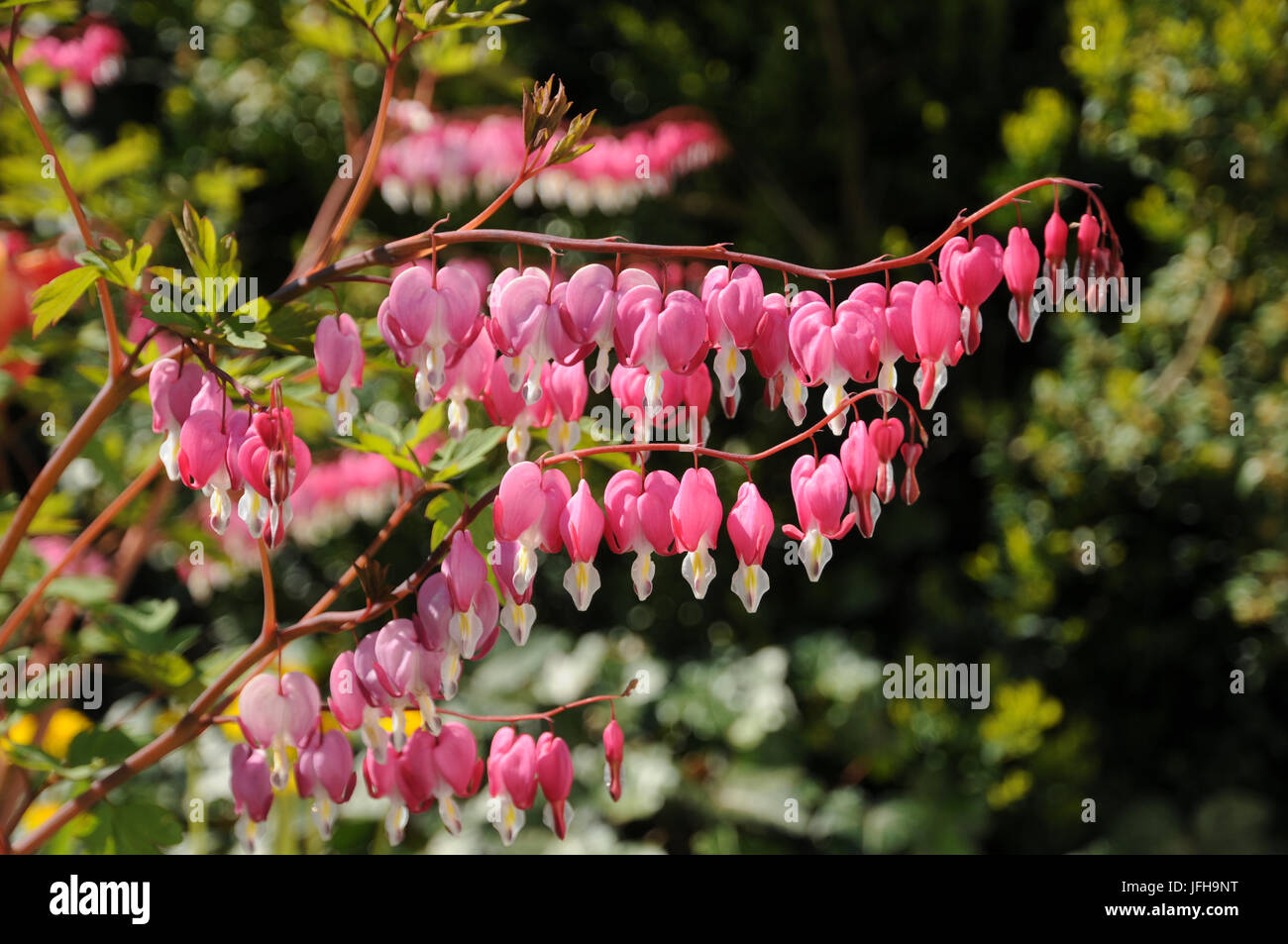 Dicentra spectabilis, cuore di spurgo Foto Stock