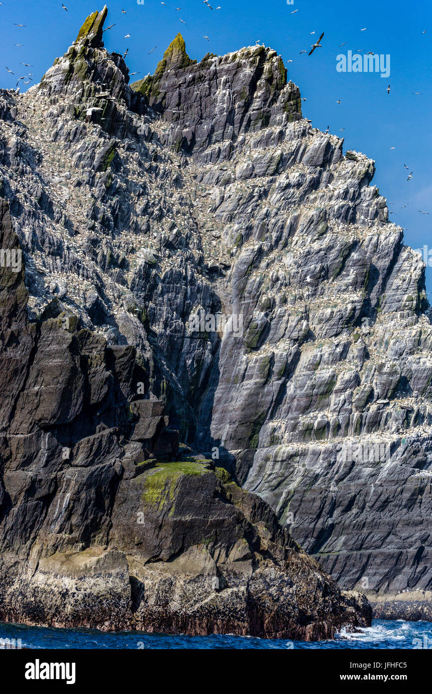 Northern Gannet colonia su piccole Skellig Rock, nella contea di Kerry Irlanda Foto Stock