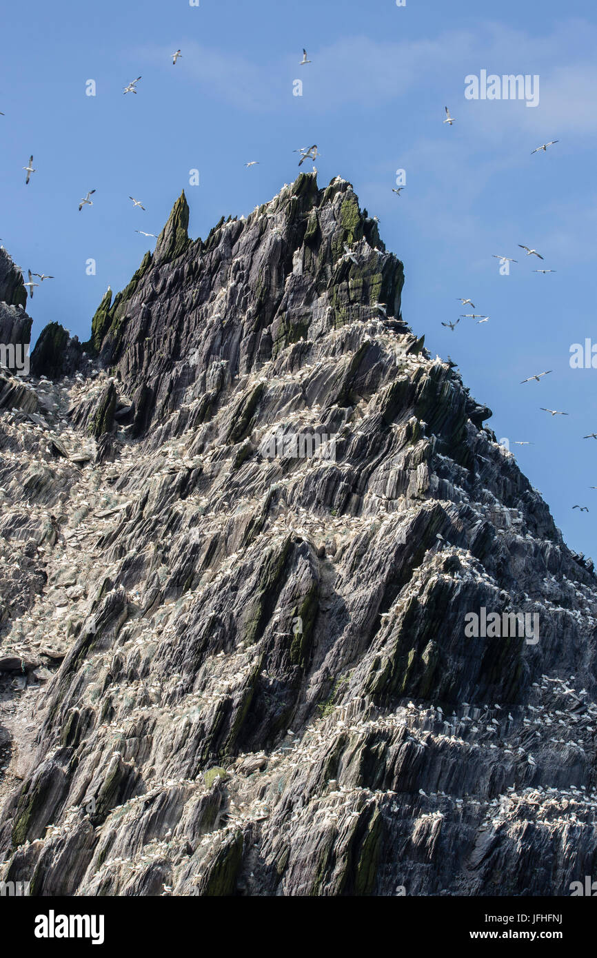 Northern Gannet colonia su piccole Skellig Rock, nella contea di Kerry Irlanda Foto Stock