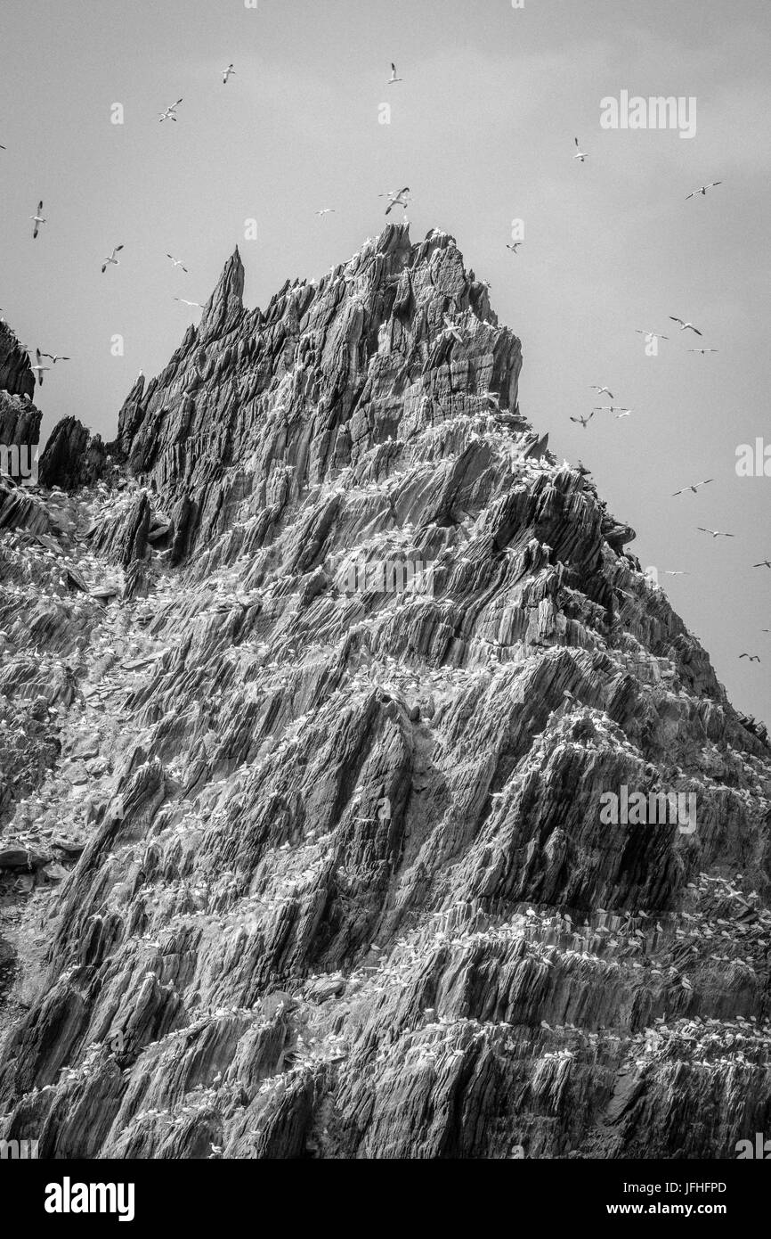 Northern Gannet colonia su piccole Skellig Rock, nella contea di Kerry Irlanda Foto Stock