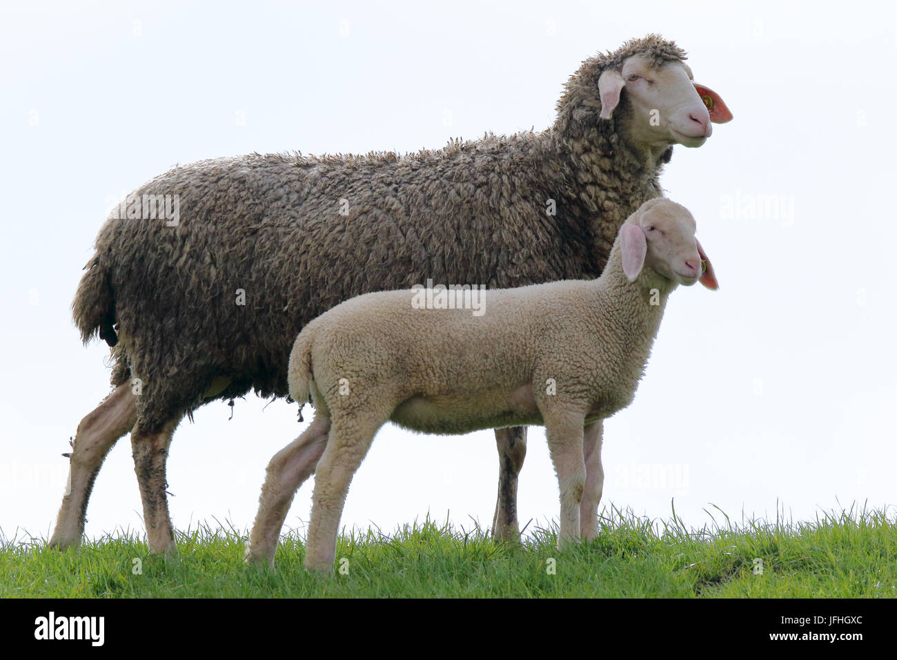 Madre-bestia e il suo agnello, pecora Foto Stock