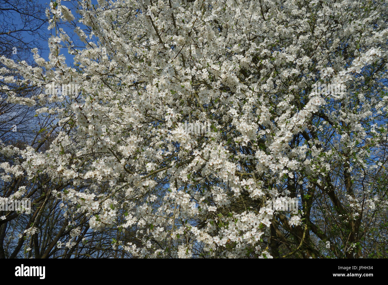 Prunus cerasifera, Cherry Plum Foto Stock