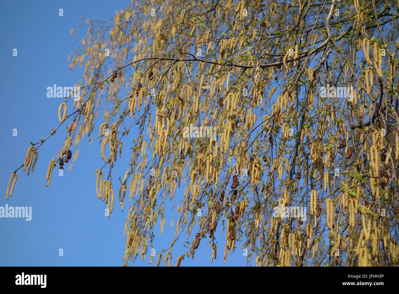 Betula pendula, Silver Birch Foto Stock