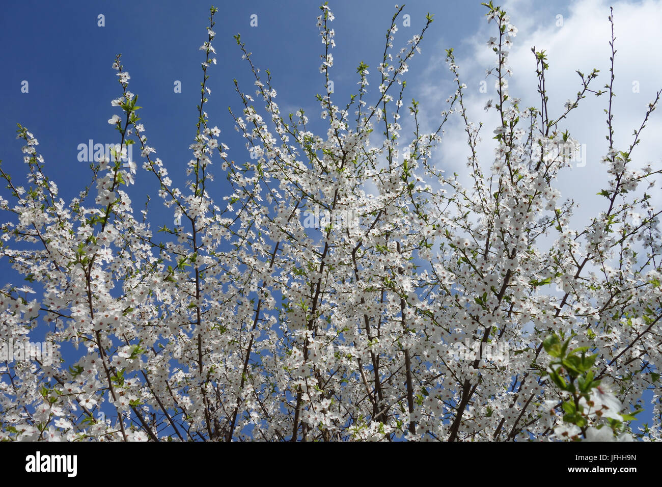 Prunus cerasifera, Cherry Plum Foto Stock